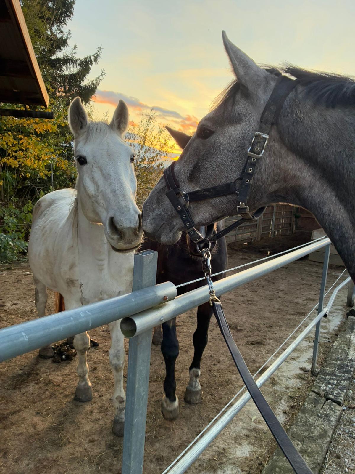 Einblick in den Stall